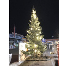 Nordmanntanne XL 300-350 cm, geschlagener Weihnachtsbaum aus nachhaltigem Anbau-thumb-3