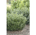 niedriger Kirschlorbeer FloraSelf Prunus laurocerasus 'Otto Luyken' H 60-80 cm Co 10 L
