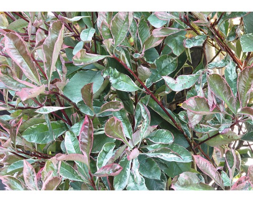 Weißgrüne Glanzmispel FloraSelf Photinia fraseri 'Pink Marble' H 80-100 cm Co 10 L