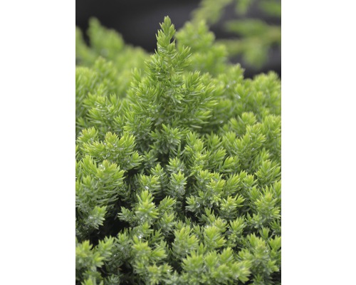 Kriechwacholder Botanico Juniperus procumbens 'Nana' H 30-40 cm Co 3,7 L