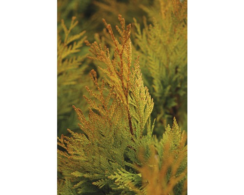 gelber Riesenlebensbaum Botanico Thuja plicata '4ever' GOLDY® H 40-50 cm Co 3,7 L
