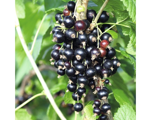 Schwarze Johannisbeere Stämmchen Hof:Obst Ribes nigrum 'Titania' Stamm ca. 80 cm Co 3 L