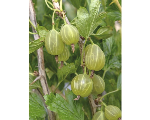 grüne Stachelbeere Hof:Obst Ribes uva-crispa 'Karlin' H 30-40 cm Co 3,4 L