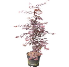 Roter Fächerahorn FloraSelf Acer palmatum 'Bloodgood' H 80-100 cm Co 10 L-thumb-1