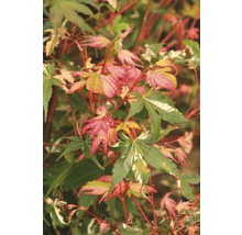Buntblättriger Fächerahorn FloraSelf Acer palmatum 'Oridono Nishiki' H 80-100 cm Co 10 L-thumb-0