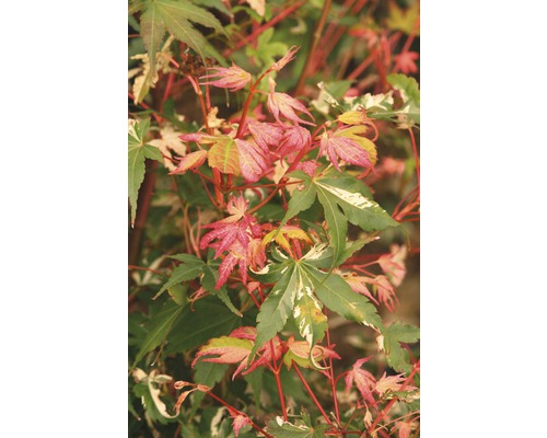 Buntblättriger Fächerahorn FloraSelf Acer palmatum 'Oridono Nishiki' H 80-100 cm Co 10 L