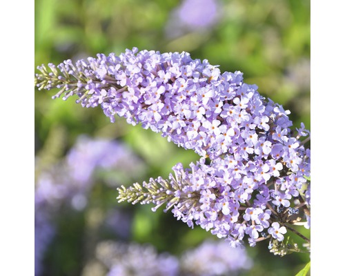 Monarch Glass Slippers Butterfly Bush (Buddleia 'Glass Slippers