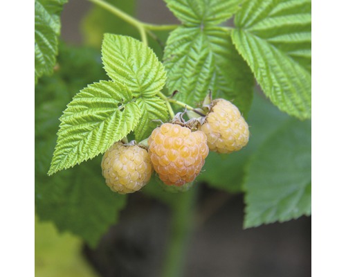 Himbeere Hof:Obst Rubus idaeus 'Autumn Sun' ® H 30-40 cm Co 3,4 L