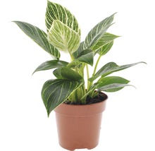 Philodendron Baumfreund FloraSelf Philodendron 'White Wave' H 30-40 cm Ø 12 cm Topf-thumb-0