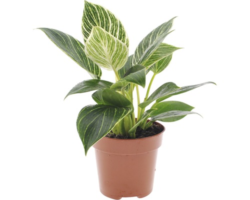 Philodendron FloraSelf Philodendron 'White Wave' H 20-30 cm Ø 12 cm Topf