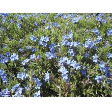 Steinsame FloraSelf Lithodora diffusa 'Heavenly Blue' H 5-20 cm Co 0,5 L-thumb-0