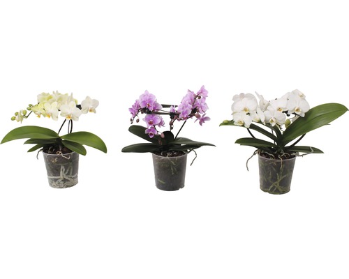 Schmetterlingsorchidee Mix FloraSelf Phalaenopsis multiflora 'Angel' H 20-30 cm Ø 12 cm Topf 2 rispen