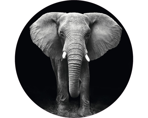 Fototapete Vlies Elefant schwarz-weiß Ø 95 cm-0
