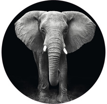 Fototapete Vlies Elefant schwarz-weiß Ø 142,5 cm-thumb-0