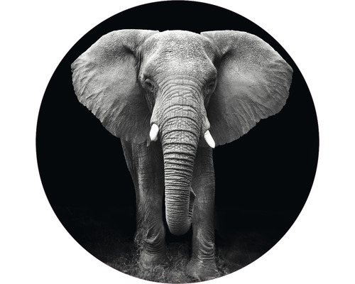 Fototapete Vlies Elefant schwarz-weiß Ø 142,5 cm-0