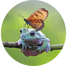Fototapete Vlies Frosch + Schmetterling Ø 142,5 cm-thumb-0