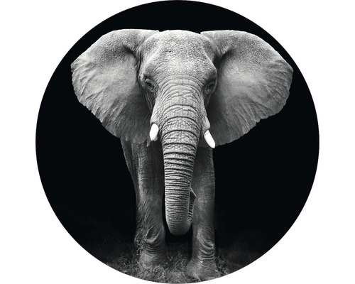 Fototapete Vlies Elefant schwarz-weiß Ø 190 cm-0