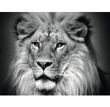 Fototapete Vlies Löwe schwarz-weiß 340 x 254 cm-thumb-0