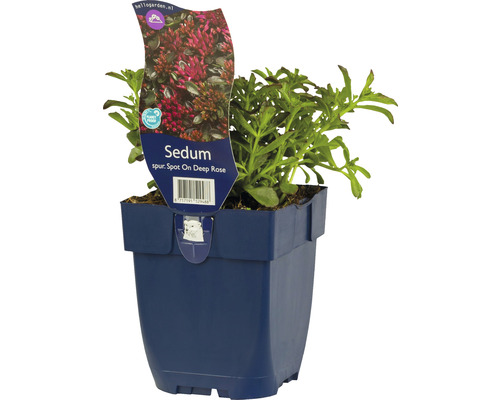 Teppich-Fettblatt FloraSelf Sedum spurium 'Spot On™ Deep Rose' H 5-10 cm Co 0,5 L-0
