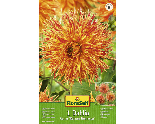 Blumenzwiebel FloraSelf Kaktus-Dahlie 'Sparkler' 1 Stk