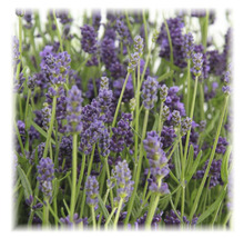 Lavendel FloraSelf Lavandula angustifolia 'Felice' H 15-20 cm Ø 12 cm Topf-thumb-7