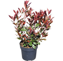 Glanzmispel FloraSelf Photinia fraseri 'Carre Rouge' H 50-60 cm Co 6 L-thumb-2
