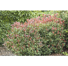 Glanzmispel FloraSelf Photinia fraseri 'Carre Rouge' H 50-60 cm Co 6 L-thumb-1