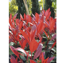 Glanzmispel FloraSelf Photinia fraseri 'Carre Rouge' H 50-60 cm Co 6 L-thumb-0