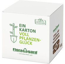 Zitrus- und Mediterranpflanzenerde Floragard BOX 1x60L-thumb-0