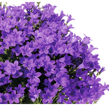Glockenblume FloraSelf Campanula portenschlagiana 'Intens Purple' Ø 20 cm Topf-thumb-1