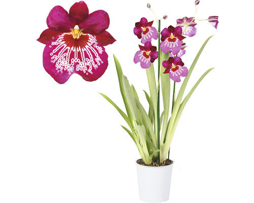 Stiefmütterchen-Orchidee FloraSelf Miltonia 'Newton Falls' H 40-50 cm Ø 12 cm Topf 2 Rispen