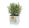 Blumentopf Cube Color H 14 cm Kunststoff muskat inkl. Wasserstandsanzeiger und Pflanzeinsatz