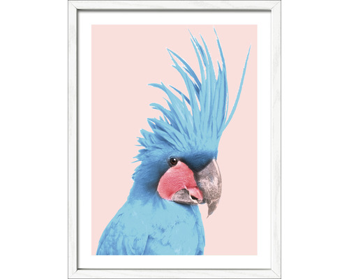 Gerahmtes Bild Blue cockatoo 33x43 cm