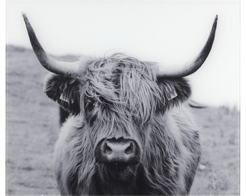 Glasrückwand Wenko Highland Cattle 60 x 50 cm-0