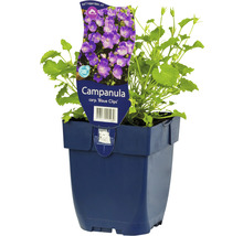 Niedrige Glockenblume FloraSelf Campanula carpatica 'Blaue Clips' H 5-20 cm Co 0,5 L-thumb-0