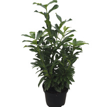 12 x Säulen-Kirschlorbeer ‘Genolia’ FloraSelf Prunus laurocerasus 'Genolia' H 60-80 cm ClickCo für ca. 4 m Hecke-thumb-4