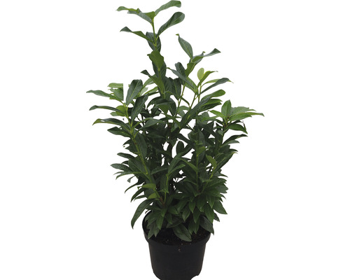 Säulen-Kirschlorbeer ‘Genolia’ FloraSelf Prunus laurocerasus ‘Genolia‘ H 80-100 cm ClickCo