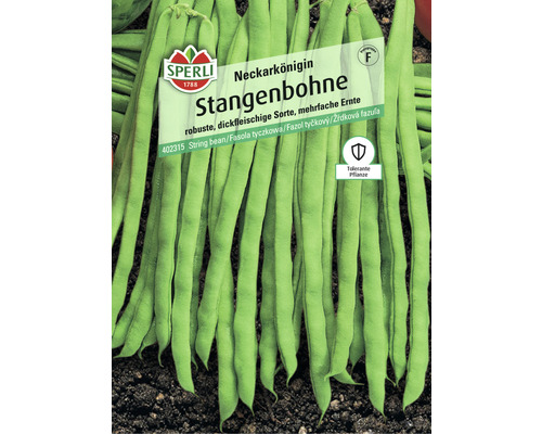 Stangenbohnen 'Neckarkönigin' Sperli Gemüsesamen