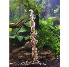 Garnelenfutter CeramicNature Shrimp Stick Blütenpollen Lolly 10 Stück-thumb-2