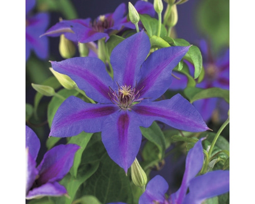 Waldrebe FloraSelf Clematis-Cultivars 'Mrs. N. Thompson' H 50-70 cm Co 2,3 L