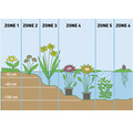 Wasserpflanzen Set duftend FloraSelf für den Teichrand (6 Stück) Ø 9 cm Topf