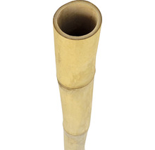 Bambusrohr Ø 11-12 cm Länge 200 cm-thumb-0