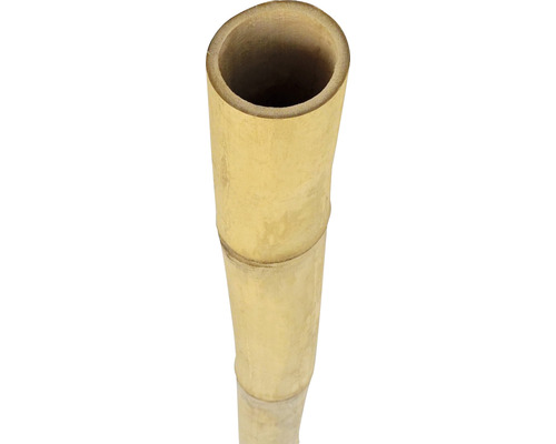 Bambusrohr Ø 11-12 cm Länge 200 cm-0
