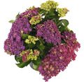 Bauernhortensie Hydrangea macrophylla 'Royal Red Purple' H 30-40 cm Co 5 L