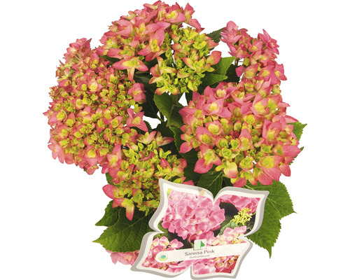 Bauernhortensie Hydrangea macrophylla 'Sarena Pink' H 30-40 cm Co 5 L