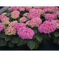 gefüllte Bauernhortensie Hydrangea macrophylla 'Double Pink' H 30-40 cm Co 5 L