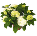 Bauernhortensie Hydrangea macrophylla 'Bright White' H 30-40 cm Co 5 L