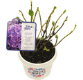 Bauernhortensie Hydrangea macrophylla 'Diva fiore' ® Lila H 30-40 cm Co 5 L lila