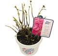 Bauernhortensie Hydrangea macrophylla 'Diva fiore' ® Rosa H 30-40 cm Co 5 L rosa
