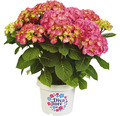 Bauernhortensie Hydrangea macrophylla 'Diva fiore' ® Rosa H 30-40 cm Co 5 L